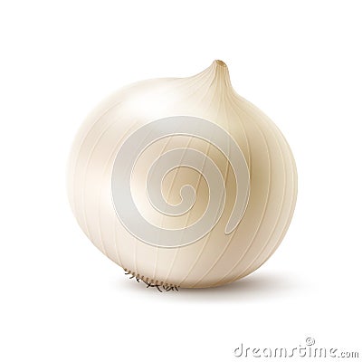 Fresh Whole White Onion Bulb Close up Vector Illustration