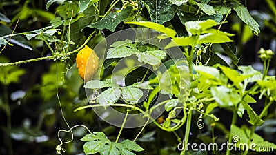 Fresh wild bitter gourd Stock Photo