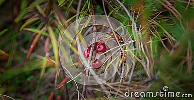 Fresh wild cranberry growing in natural conditions, late summer or autumn forest. Closeup branch with cranberries Stock Photo