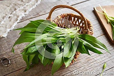 Fresh wild garlic leaves in a basket - wild edible plant Stock Photo