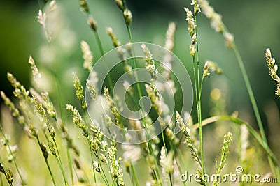 Fresh wild green grass field on blurred bokeh background closeup, ears on meadow soft focus macro, beautiful sunny summer day lawn Stock Photo