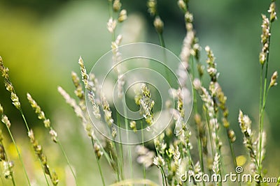 Fresh wild green grass field on blurred bokeh background closeup, ears on meadow soft focus macro, beautiful sunny summer day lawn Stock Photo