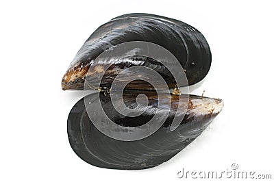 Fresh wild harvested black mussels Stock Photo