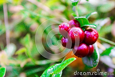 Fresh wild lingonberry in forest in a swamp. Natural food of wild nature, rich in vitamins. Top view. Vaccinium vitis-idaea ling Stock Photo