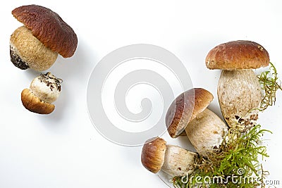 Fresh wild porcini mushrooms (boletus edulis) on white background Stock Photo