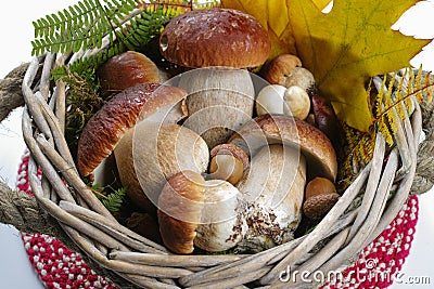 Fresh wild porcini mushrooms (boletus edulis) in wicked backet Stock Photo