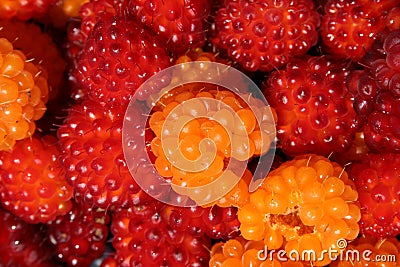 Fresh Wild Salmonberries Stock Photo