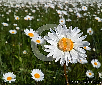 Fresh wildflowers spring or summer design. Floral nature daisy abstract background in green and yellow Stock Photo