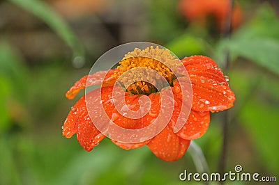 Fresh wildflowers spring or summer design. Stock Photo