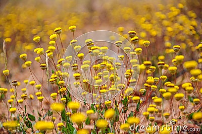 Fresh wildflowers spring or summer design Stock Photo