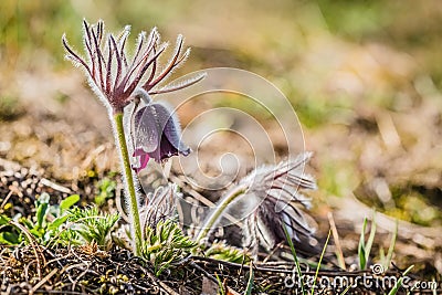 Fresh wind flower, also called meadow anemone Stock Photo