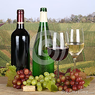 Fresh wine in the vineyards Stock Photo