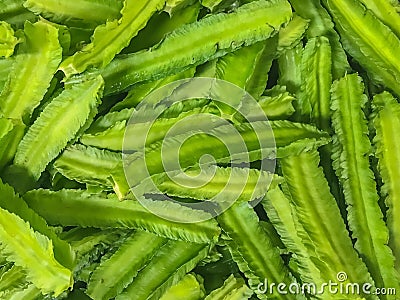 TFresh Winged bean for cook Stock Photo