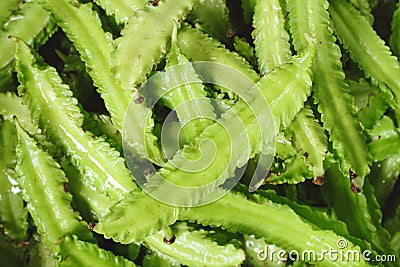 Fresh Winged beans Stock Photo