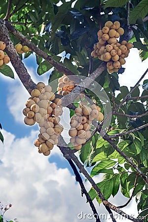 Fresh Wollongong on tree in garden Stock Photo