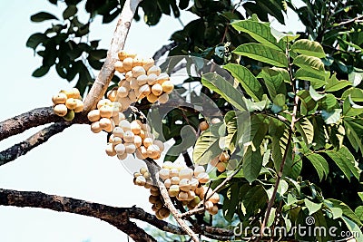 Fresh Wollongong on tree in garden Stock Photo