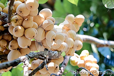 Fresh Wollongong on tree in garden Stock Photo