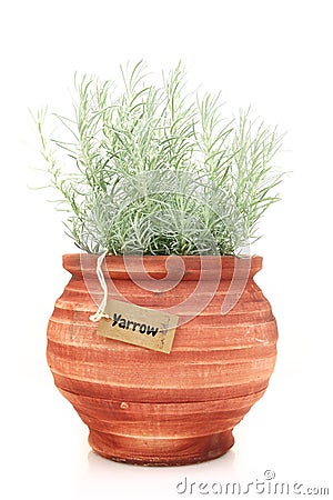 Fresh yarrow plant Stock Photo