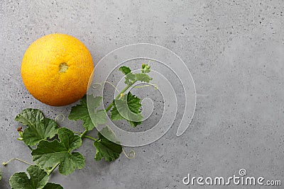 Fresh yelllow melon and flowering vine on gray background Stock Photo