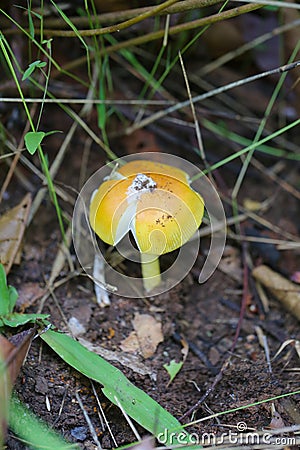 Fresh Yellow Amanita virosa of mushroom to can eat on ground. Stock Photo
