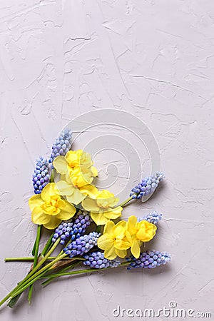 Fresh yellow and blue spring flowers on grey textured backgroun Stock Photo