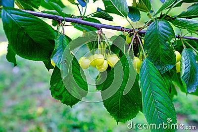 Fresh yellow cherry fruit Stock Photo