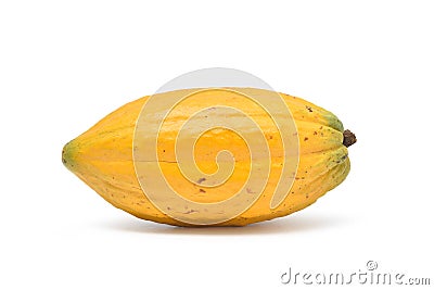 Fresh Yellow cocoa fruit Stock Photo