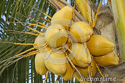 Fresh yellow coconut Stock Photo