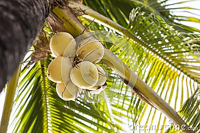 Fresh yellow coconut fruit on the tree under the setting sun Stock Photo