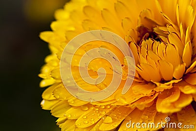 Fresh Yellow Flower Stock Photo