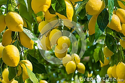 Fresh yellow ripe lemons with green leaves on lemon tree branches in sunny weather Stock Photo