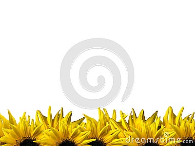 Fresh yellow sunflower on frame isolated on white background Stock Photo