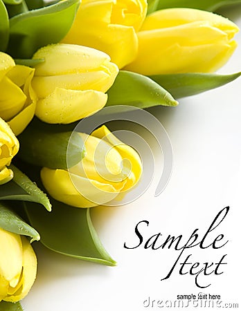 Fresh yellow tulips Stock Photo