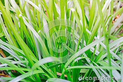 Fresh young blades of grass in this macro shot fade from dark gr Stock Photo