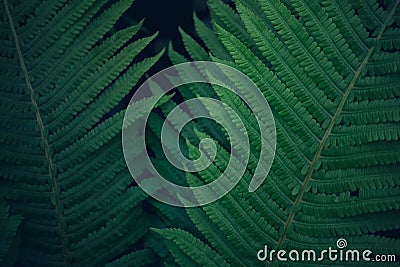 Fresh young bright dark green fern, natural background texture Stock Photo