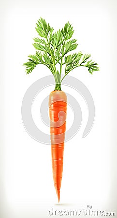 Fresh young carrot Vector Illustration