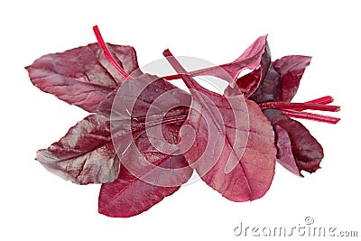 Fresh chard red leaves isolated on white background Stock Photo