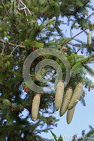 Fresh, young cones of spruce tree over August blue sky Stock Photo