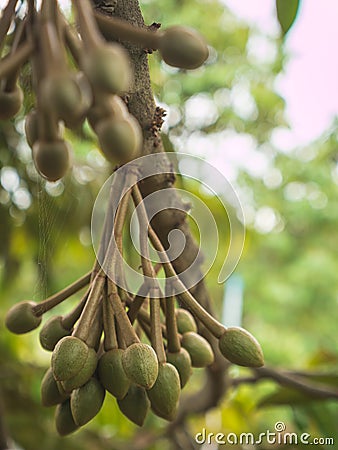 Fresh young durian fruit. Stock Photo