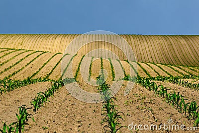 fresh young green corn plants in rows. yellow brown farm field. undulating hilly rural land Stock Photo