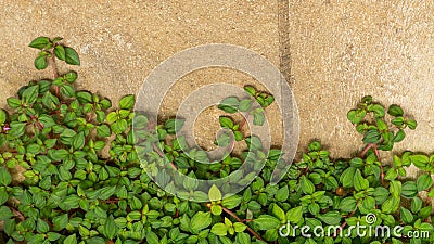 Fresh young green leaves of spanish shawl creeper or creeping houseplants known as Heterocentron elegans, climbing up on brown wal Stock Photo