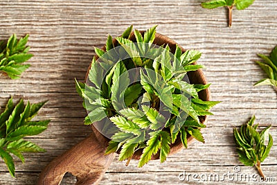 Fresh young ground elder plant on a spoon in springtime Stock Photo