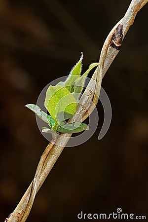 Fresh young leaves of Honeysuckle in early spring Stock Photo