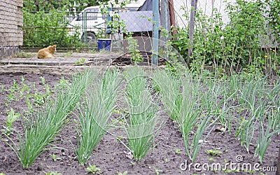 Fresh young onions. Onions in the garden in rows. Drip irrigation Stock Photo