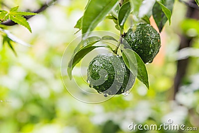 Fresh yuzu or japanese citrus fruit on tree. Stock Photo