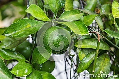 Fresh yuzu or japanese citrus fruit on tree. Stock Photo