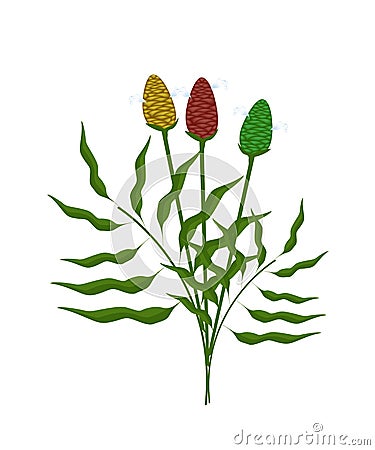 Fresh Zingiber Zerumbet Plant on White Background Vector Illustration