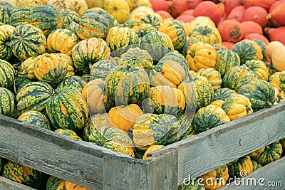 Freshley harvested green, yellow and orange pumpkins. Stock Photo