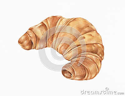 Freshly baked croissant hand-drawn illustration Cartoon Illustration