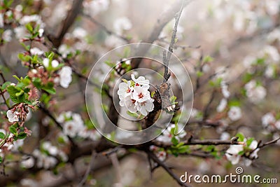 freshly blossomed cherry buds, white flowers Stock Photo